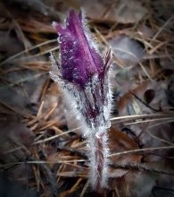 Awakening / ***