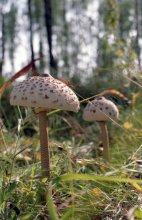 Mushrooms / ***