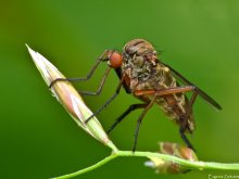 Mosquito tolkunchik / ***