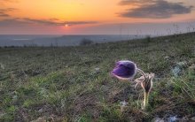 Dream of Gras. / ***