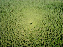Russian Forest / ***