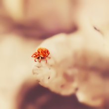 Tick-krasnotelka. / ***