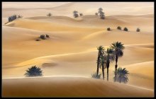 Oasis (6) / ***