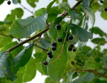 Bird-cherry tree / ***