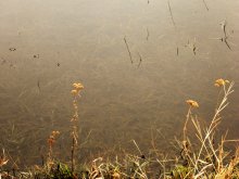 Spring - a large water / ...