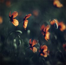 Butterflies ... / .....