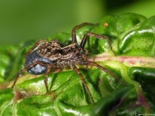 The female wolf spider with a cocoon with cubs / ***