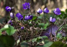 Flowers of spring forest / *****