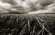 Weary Land / ***