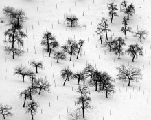Winter Garden von Cesky / ***