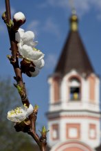 Spring ... / ***