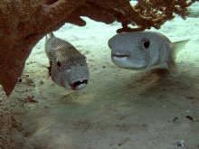 ~ I am a fish, I fish ~ / ***