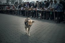 Easter dog / *****