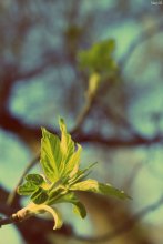 Spring / ***