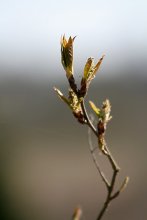 Frühling / ***