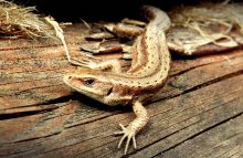 Chip lizard / ***