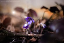 Frühling :) / *********