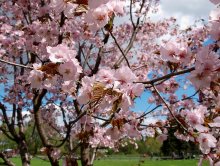 Sakura blossoms :) / ***
