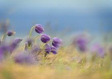 Dream of grass-fluffy miracle of spring. / ***