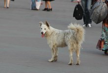Dog / ***