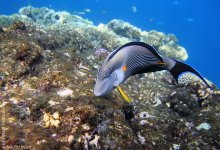 Fish-surgeon / ***