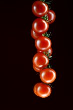 Tomaten auf einem Ast / ***