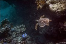 Hover. Coral turtle / ***