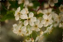 Spring / ***