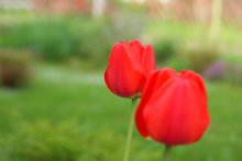 Tulips / ***