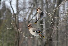 "Waxwing" / ***