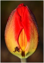 Die Welt der Makro- / ***