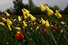 Spring ... / ***