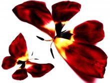 Butterflies are flowers come to life :) / ***