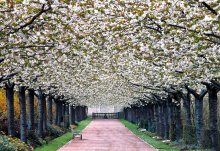 Spring / Spring has arrived at the park of the Valloires abbey.