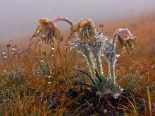 Pulsatilla Crimean / ***