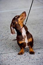 Hey you up there! / PetsShow