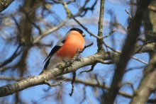 Bullfinch / ***