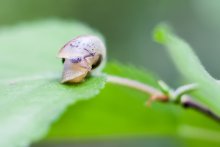 Snail / ---