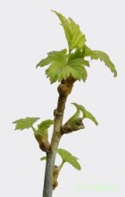 Johannisbeere Blatt / ***