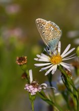 Copper-butterfly / ***