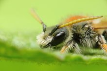 Bees / ...
