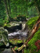 Forest stream / ***