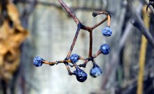 Winter-Beeren. / ***