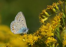 Copper-butterfly / ***