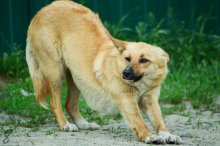 The stray dog / ***