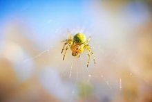 Spider / Spider