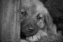 Dog / ...