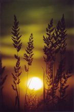 &quot;Summer Sunset&quot; / ***