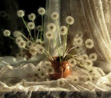 Dandelions are my / *********************