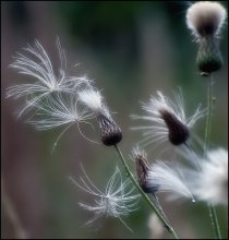 Rush. / ***
